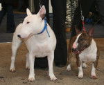 Photo Bull Terrier Miniature