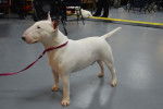 Photo Bull Terrier Miniature