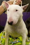 Photo Bull Terrier Miniature
