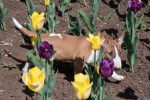 Photo Bull Terrier Miniature