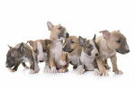 Photo Bull Terrier Miniature
