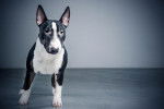 Photo Bull Terrier Miniature