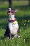 Photo Bull Terrier Miniature