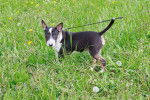 Photo Bull Terrier Miniature