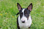 Photo Bull Terrier Miniature