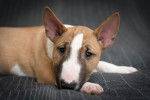 Photo Bull Terrier Miniature