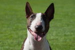 Photo Bull Terrier Miniature