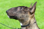Photo Bull Terrier Miniature