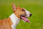 Photo Bull Terrier Miniature