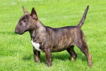 Photo Bull Terrier Miniature