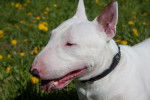 Photo Bull Terrier Miniature