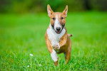 Photo Bull Terrier Miniature