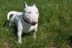 Photo Bull Terrier Miniature