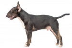 Photo Bull Terrier Miniature