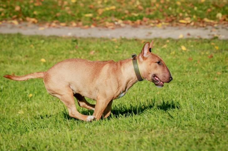 Photo Bull Terrier Miniature