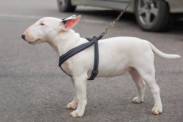 Un Bull Terrier miniature tout blanc, tenu en laisse sur la route