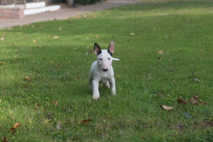 Photo Bull Terrier Miniature