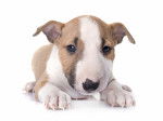 Photo Bull Terrier Miniature