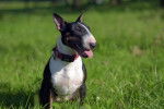Photo Bull Terrier Miniature