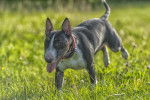 Photo Bull Terrier Miniature