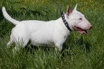 Photo Bull Terrier Miniature