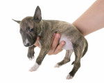 Photo Bull Terrier Miniature