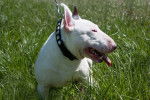 Photo Bull Terrier Miniature