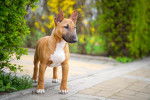 Photo Bull Terrier Miniature