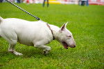 Photo Bull Terrier Miniature