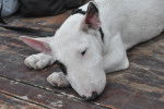Photo Bull Terrier Miniature