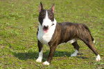 Photo Bull Terrier Miniature