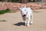 Photo Bull Terrier Miniature