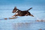 Photo Bull Terrier Miniature