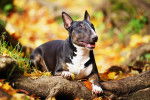 Photo Bull Terrier Miniature