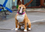 Photo Bull Terrier Miniature