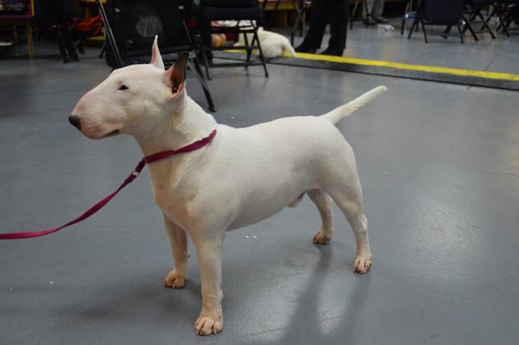 Photo Bull Terrier Miniature