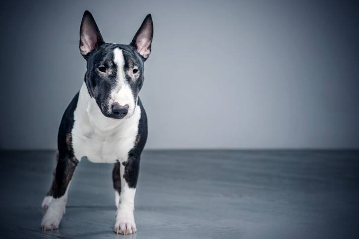 Photo Bull Terrier Miniature