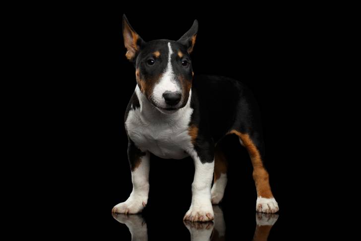 Photo Bull Terrier Miniature