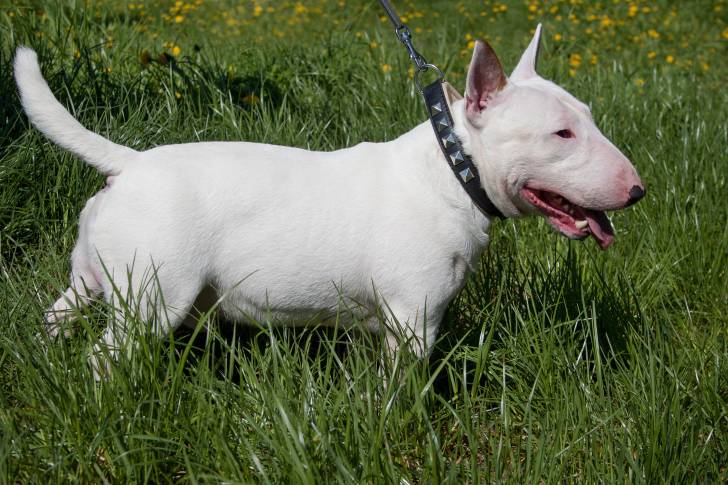 Photo Bull Terrier Miniature