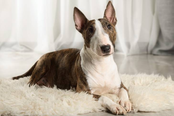 Photo Bull Terrier Miniature