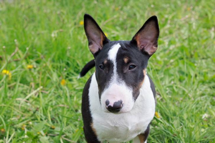 Photo Bull Terrier Miniature