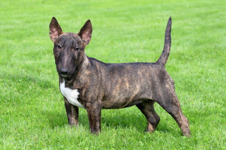 Photo Bull Terrier Miniature