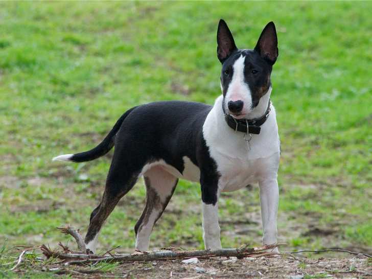 Le Bull Terrier Miniature