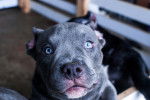 Photo American Bully