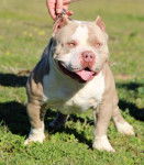 Photo American Bully