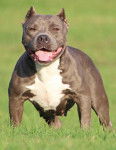 Photo American Bully