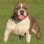 Photo American Bully