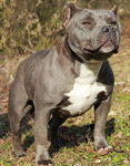 Photo American Bully
