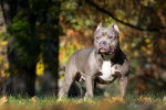 Photo American Bully