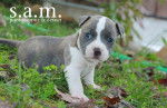 Photo American Bully
